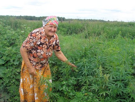 уголовный кодекс украины выращивание марихуаны